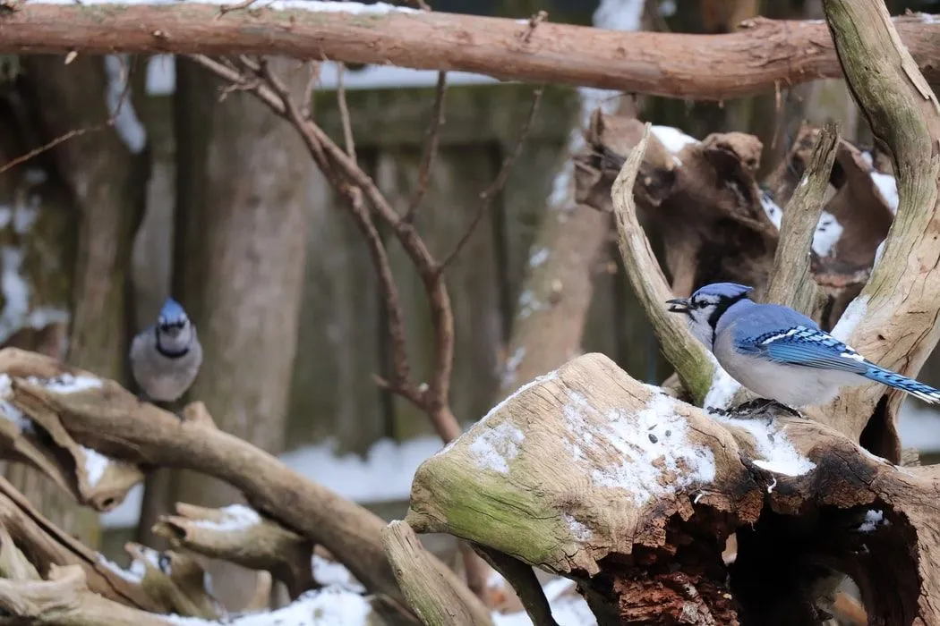 17 Wing Tastic Facts About The Blue Jay For Kids