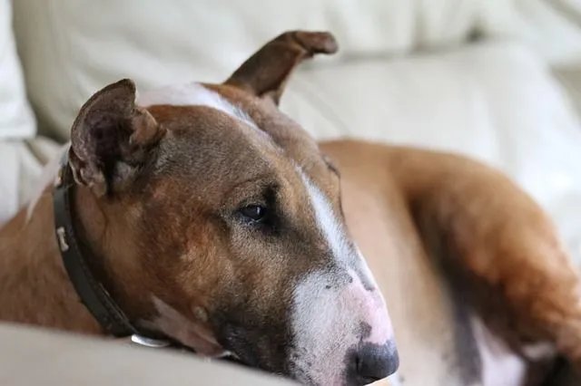 15 Pawfect Facts About The Bull Terrier Dog Kids Will Love