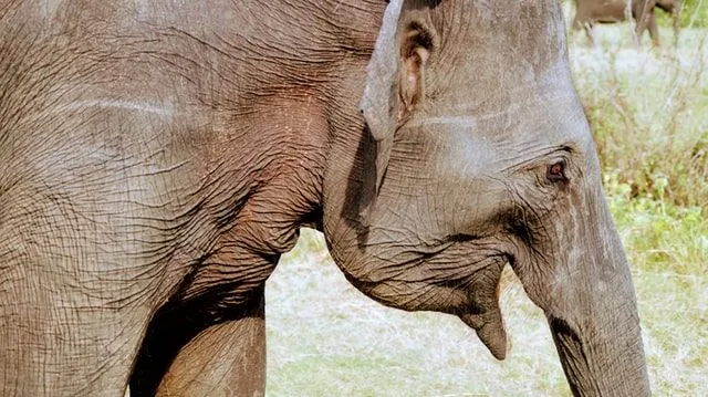 Indian elephants are extremely sociable