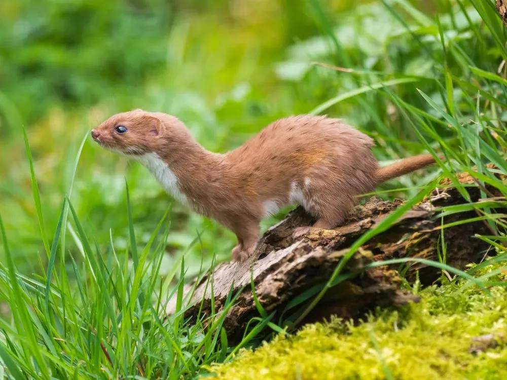 A weasel mostly has a brown head.