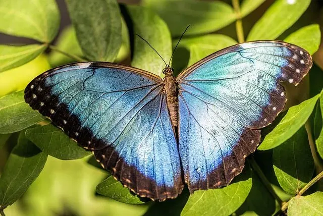 Blue Morpho Butterfly interesting facts, only the male, have blue colored wings.