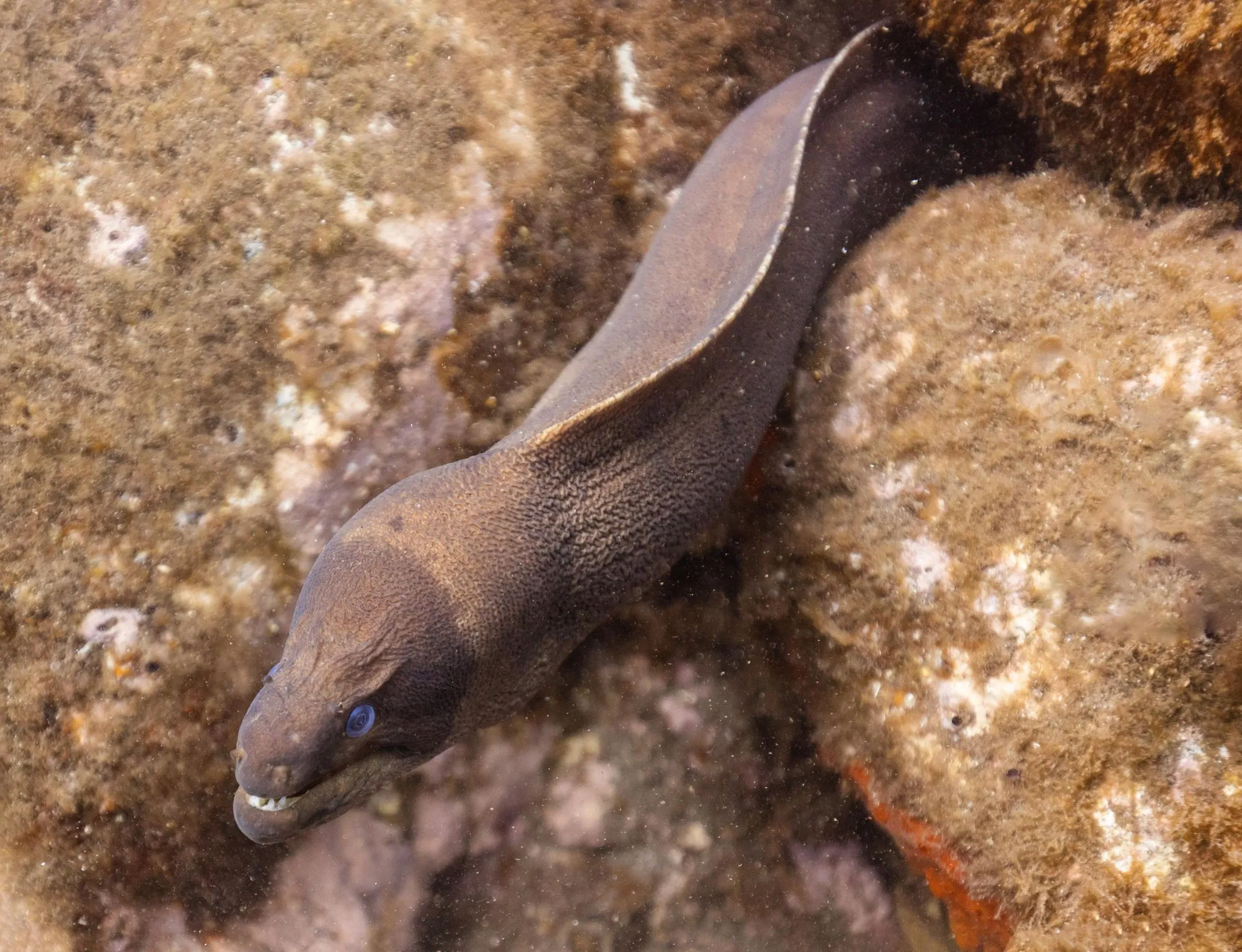 Did You Know? Incredible Moray Eel Facts