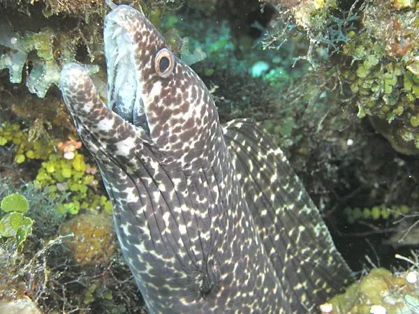The fascinating Moray Eels are nocturnal in nature.