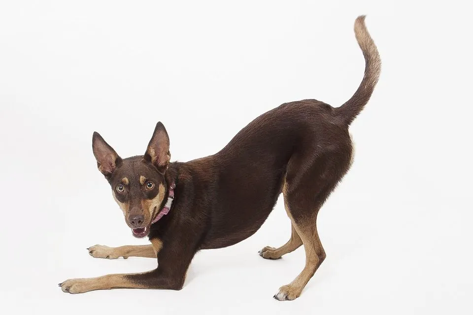 Pawfect Facts Kelpie Dog Kids Will Love