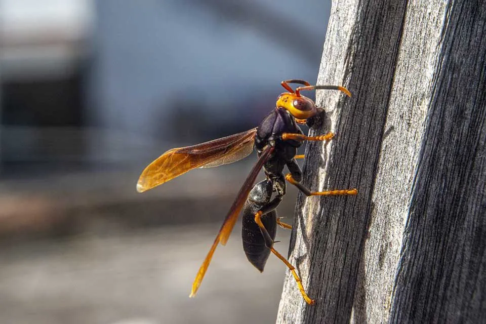 Read these interesting common wasp facts for more clarity