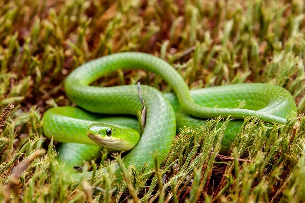 Smooth green snake facts about the fascinating reptile