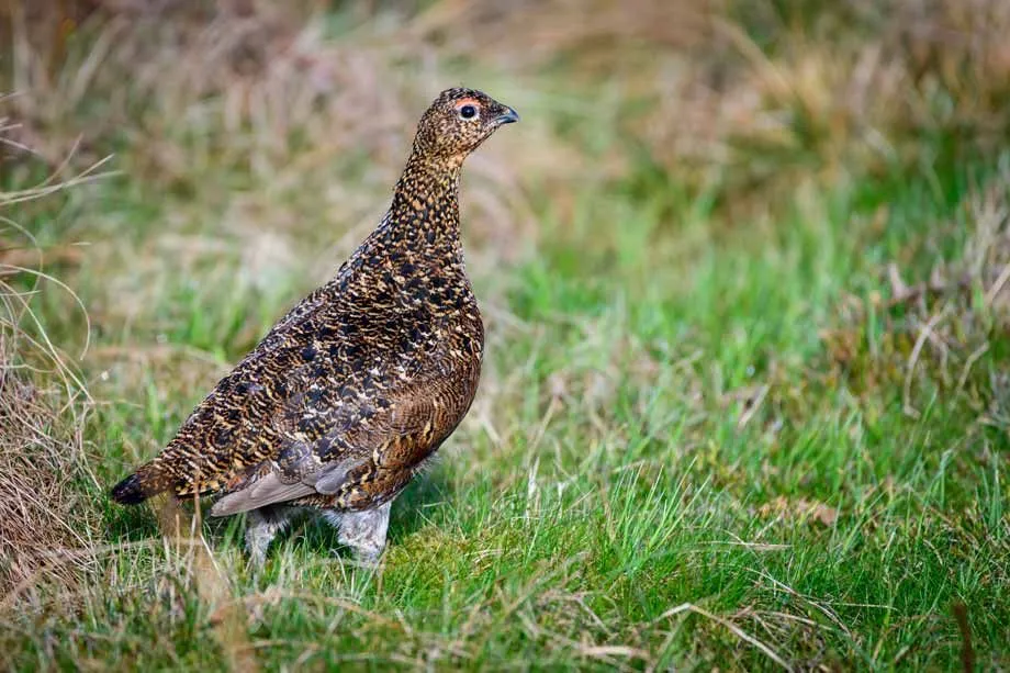 A greater sage grouse has dark cheek patches on its cheeks.