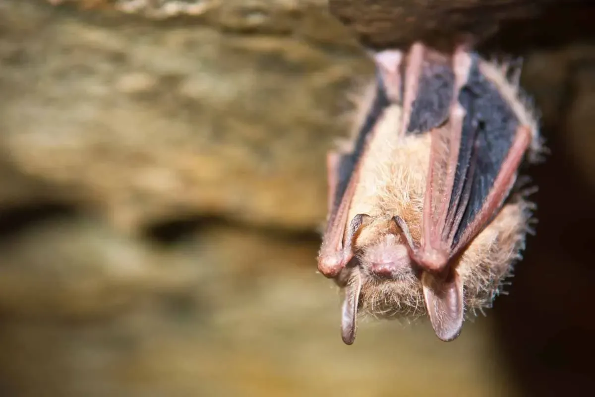 Tri-colored bats represents their species.