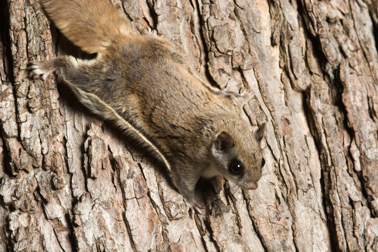 Flying squirrel facts are interesting.