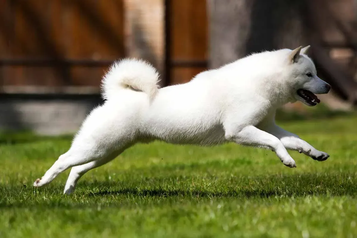 A Hokkaido dog has a curled tail.