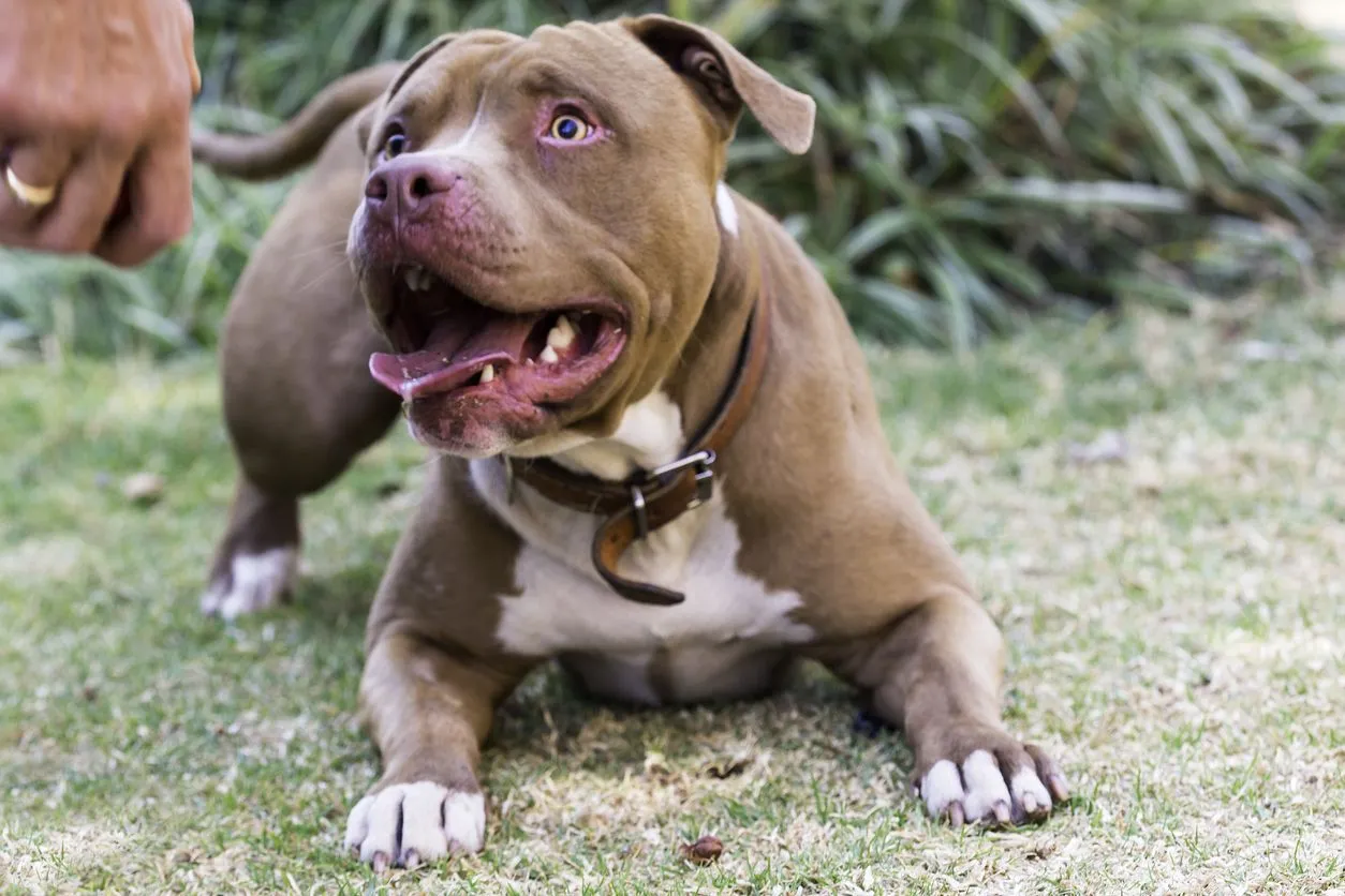 Fun American Pit Bull Terrier Facts For Kids | Kidadl