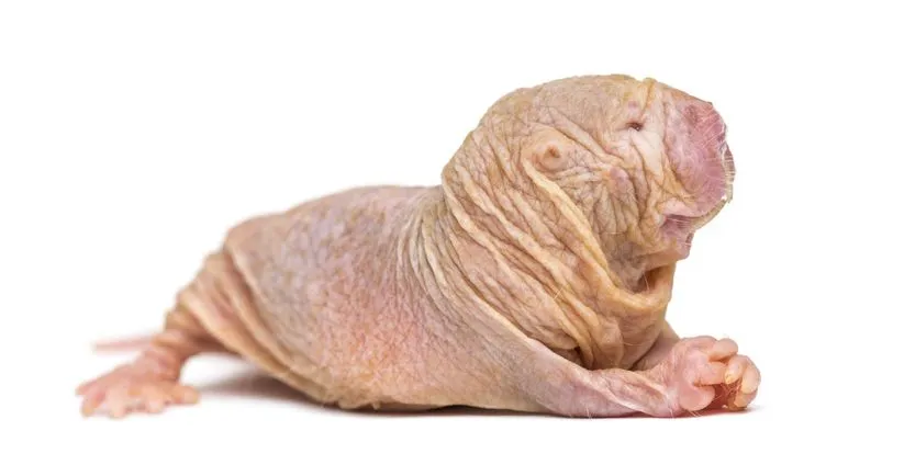 Fun Naked Mole-rat Facts For Kids | Kidadl
