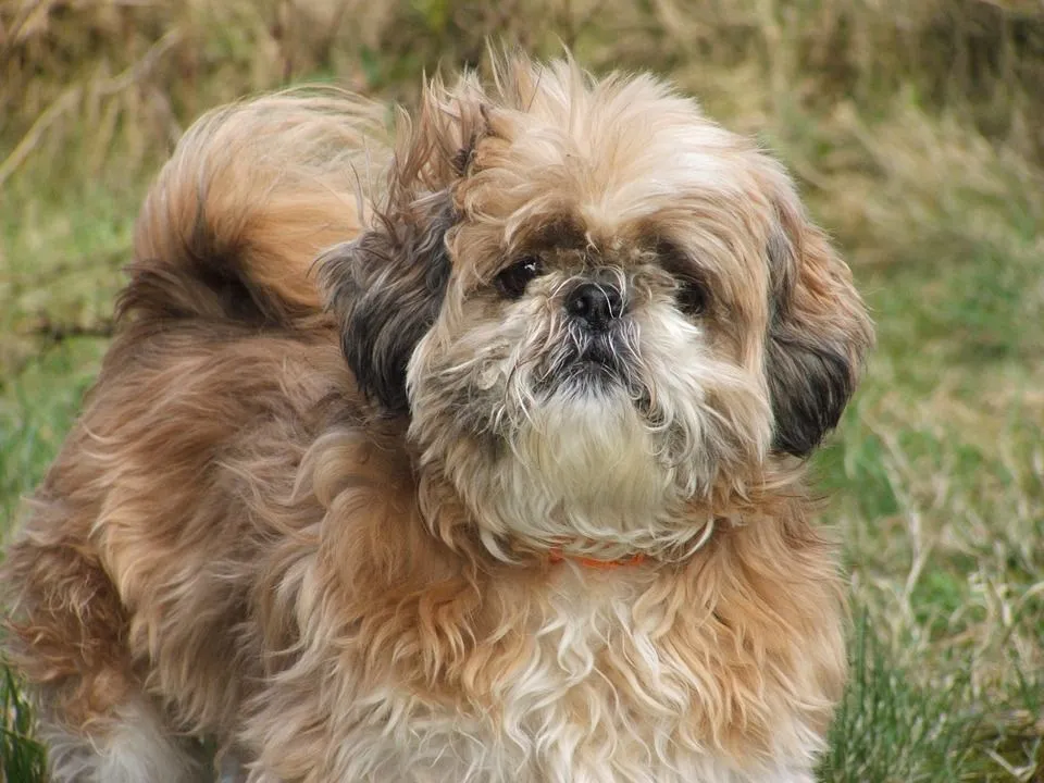 Shih Tzus makes a good pet because of their small size and playfulness. Their coat is shiny and makes them look adorable.