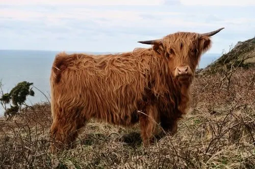 Did You Know? Incredible Highland Cattle Facts