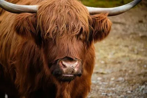 Highland Cattle are a docile and friendly animal.