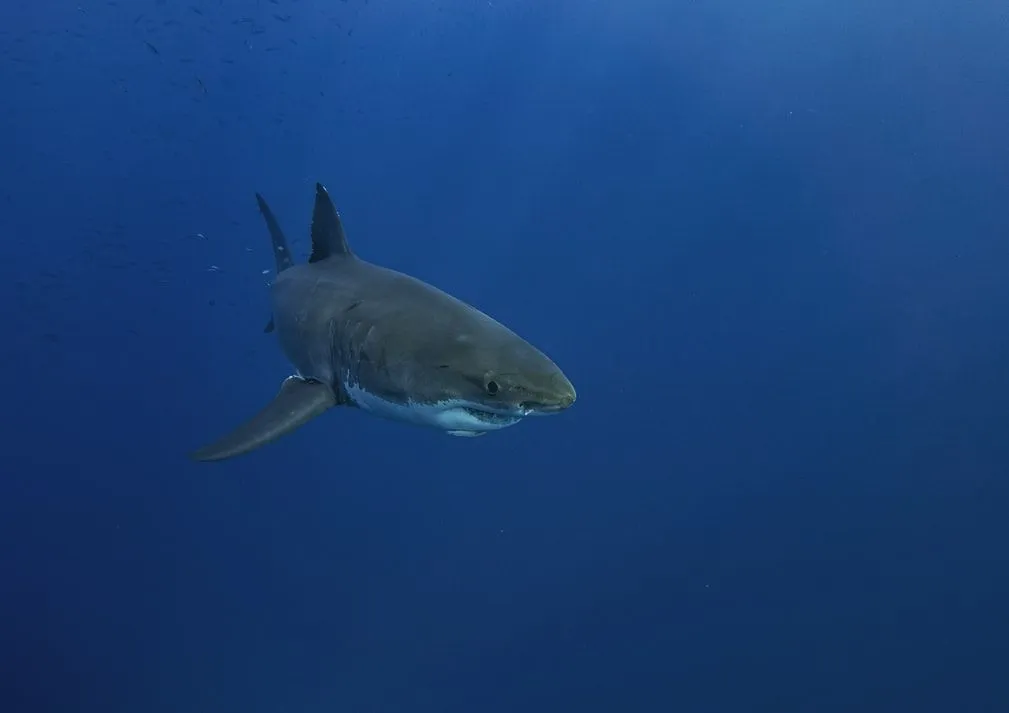 A great white shark has a conical snout.