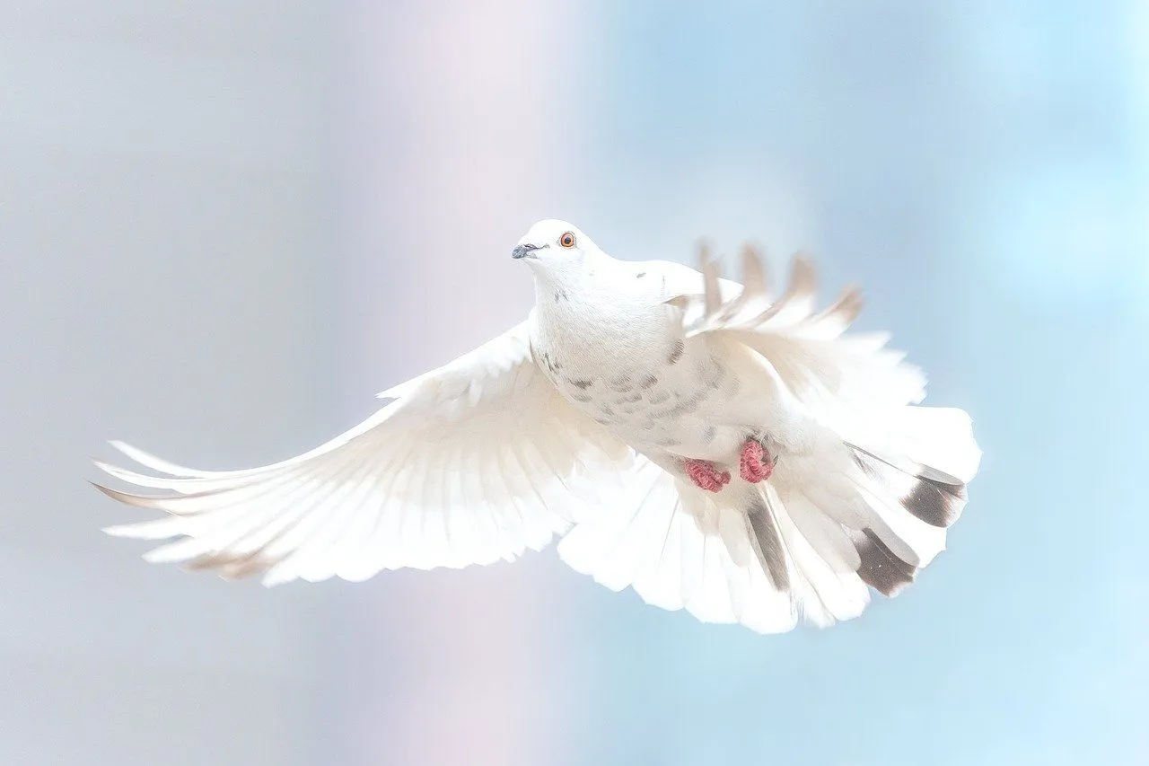 A dove has wings in different colors ranging from light pink, grey and white.