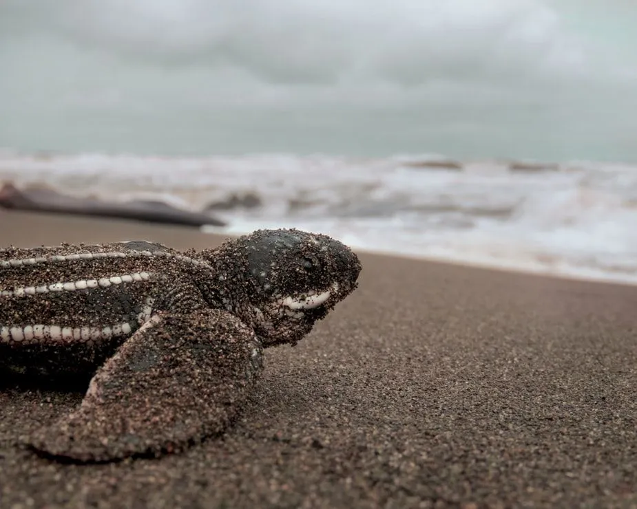 The ability of leatherback turtles to maintain high body temperatures is legendary.