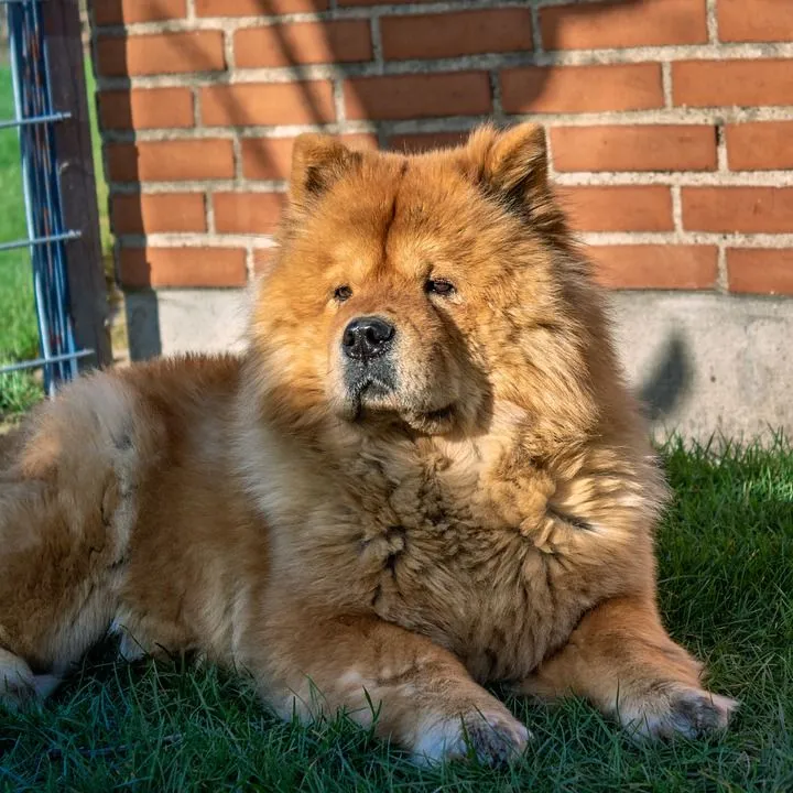 A chow chow closely resembles the Russian bear dog.