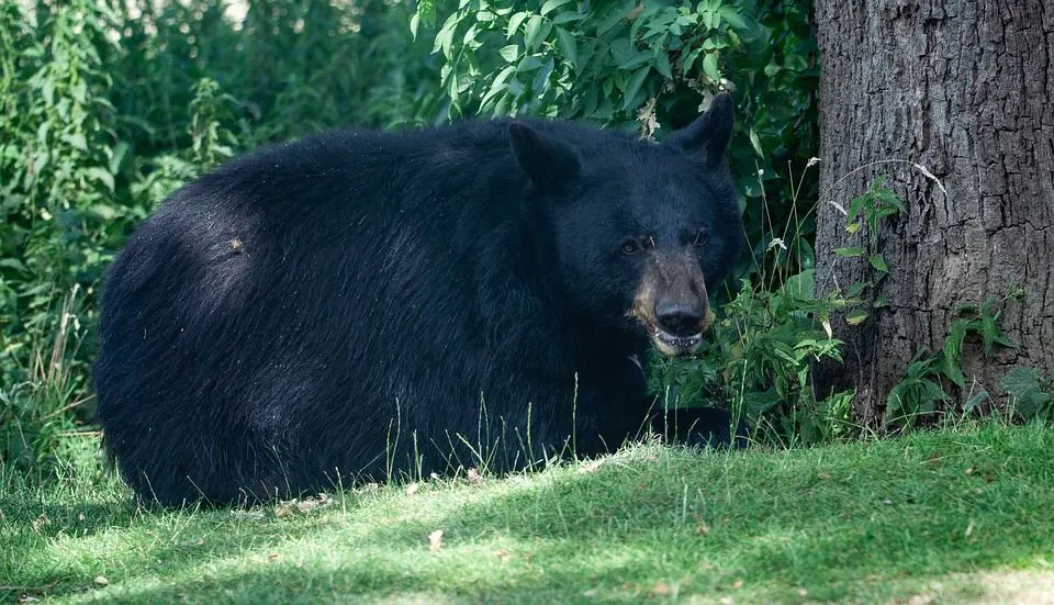 A North American black bear has a thick coat which is usually dark in color.