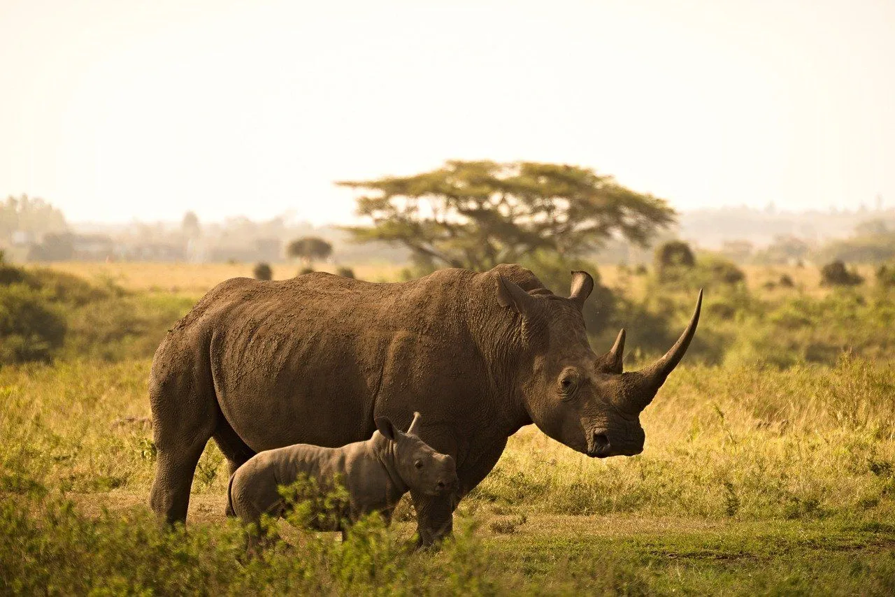 Fun Western Black Rhinoceros Facts For Kids