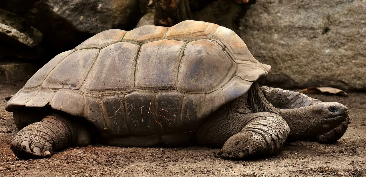 Fun Giant Tortoise Facts For Kids