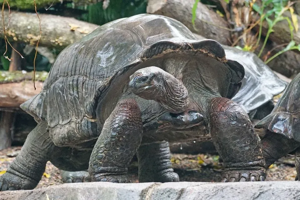 An aldabra giant tortoise lays upto 25 eggs in one mating season.
