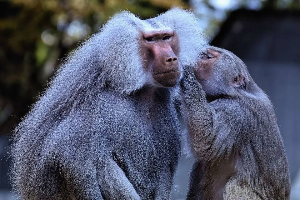 Baboon Facts You’ll Never Forget