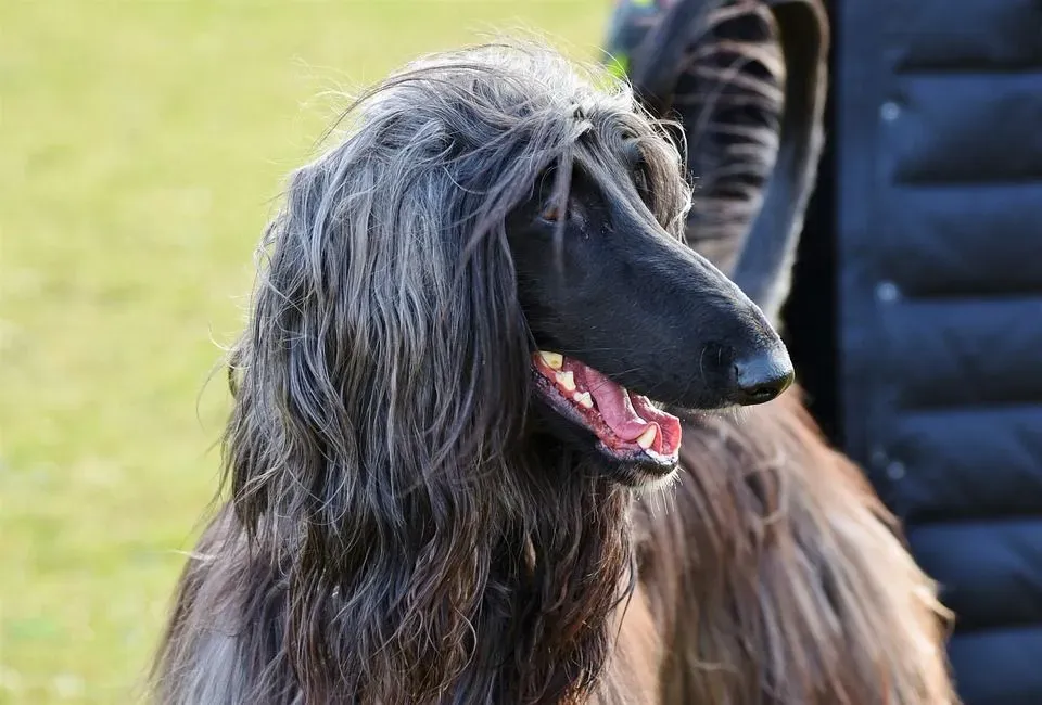 Afghan hound facts are really helpful if you're looking to have one as a pet.