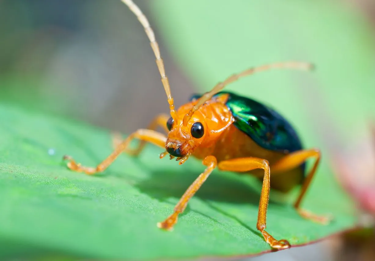 Fun Bombardier Beetle Facts For Kids