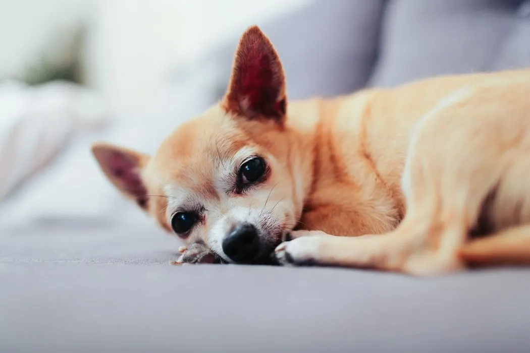 Chihuahua Terrier breeds are the most adorable small dogs.