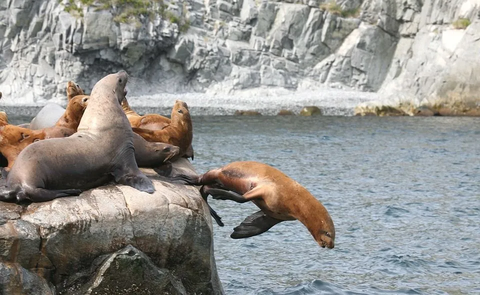 Sea Lions have their own breeding grounds called rookeries.