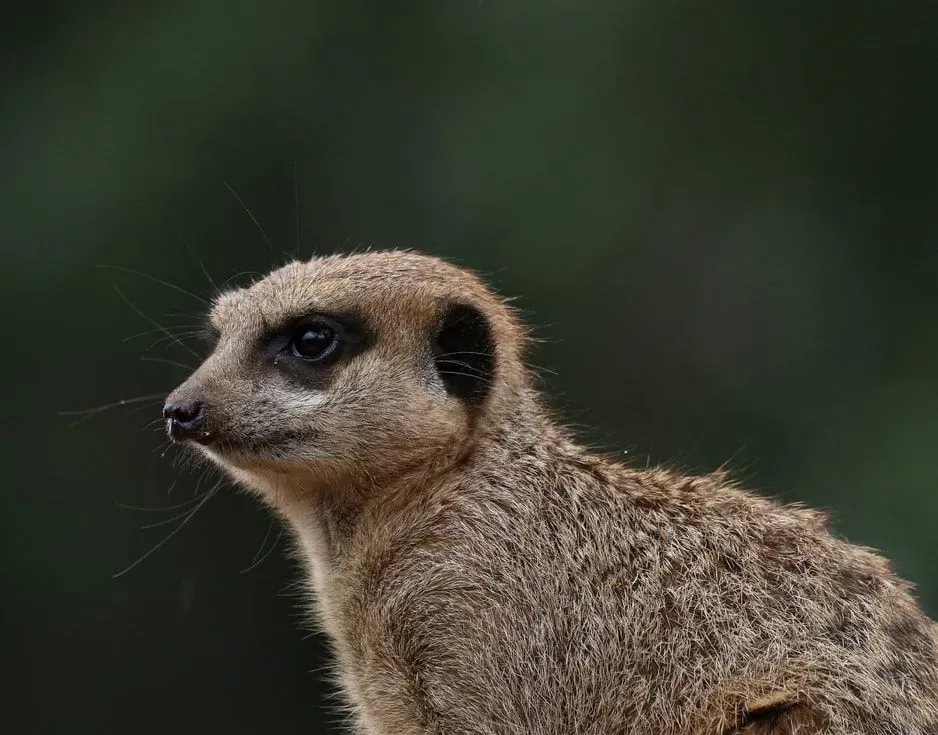 The meerkat is one of the most social creatures living in the wild.