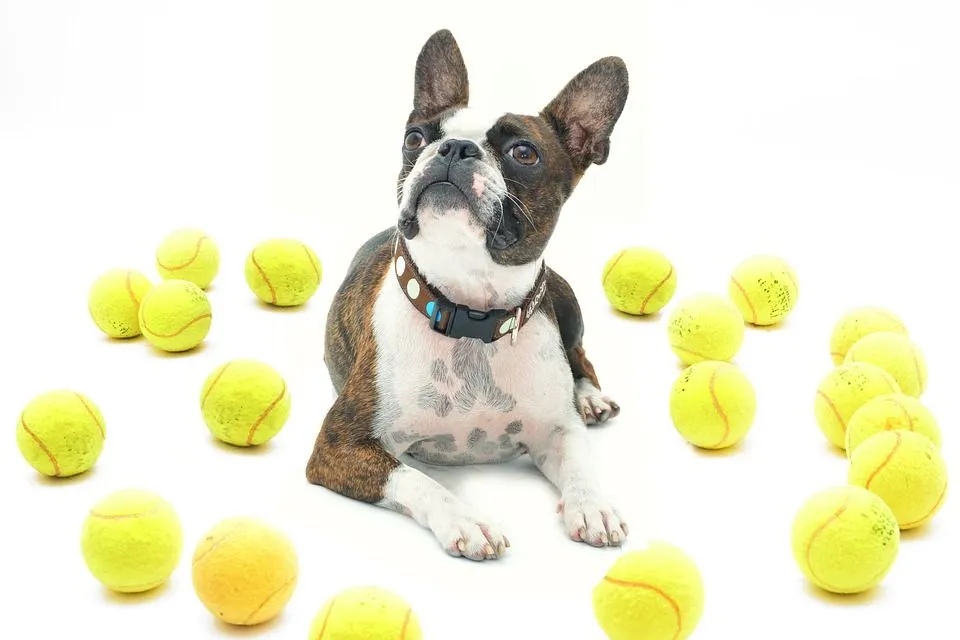 Boston Terriers are very playful and great as pets.