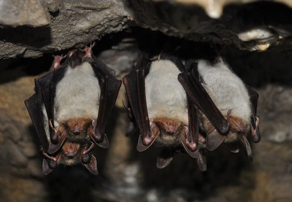 Interesting vampire bat facts that will feed your curiosity.