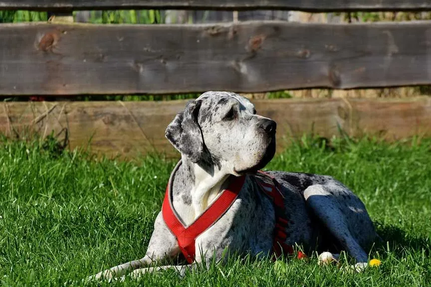 A great dane has black patches on its body.