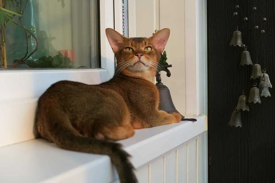 Abyssinian cat colors range from light brown to fawn, and even black.