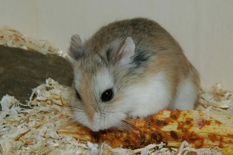 Gray dwarf hamster eats plant-based food.