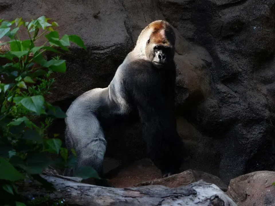 A mountain gorilla has longer hair as compared to other gorilla subspecies.