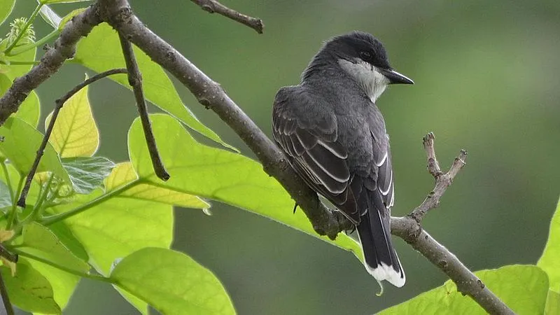 These beautiful Eastern Kingbirds are gray on top and white underneath.