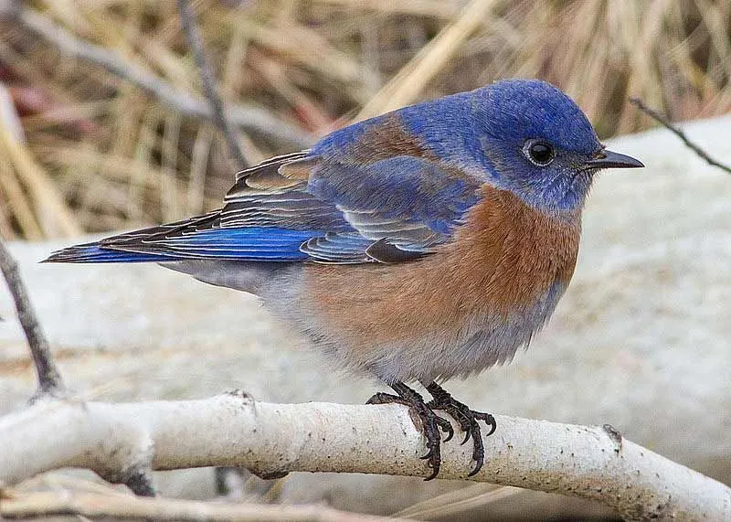 The Western Bluebird is a beautifully colorful blue bird with certain parts in orange and cream shades too.