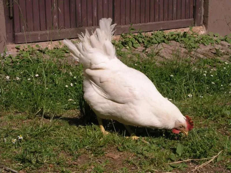 The white Leghorn Chickens are the most commonly seen color.