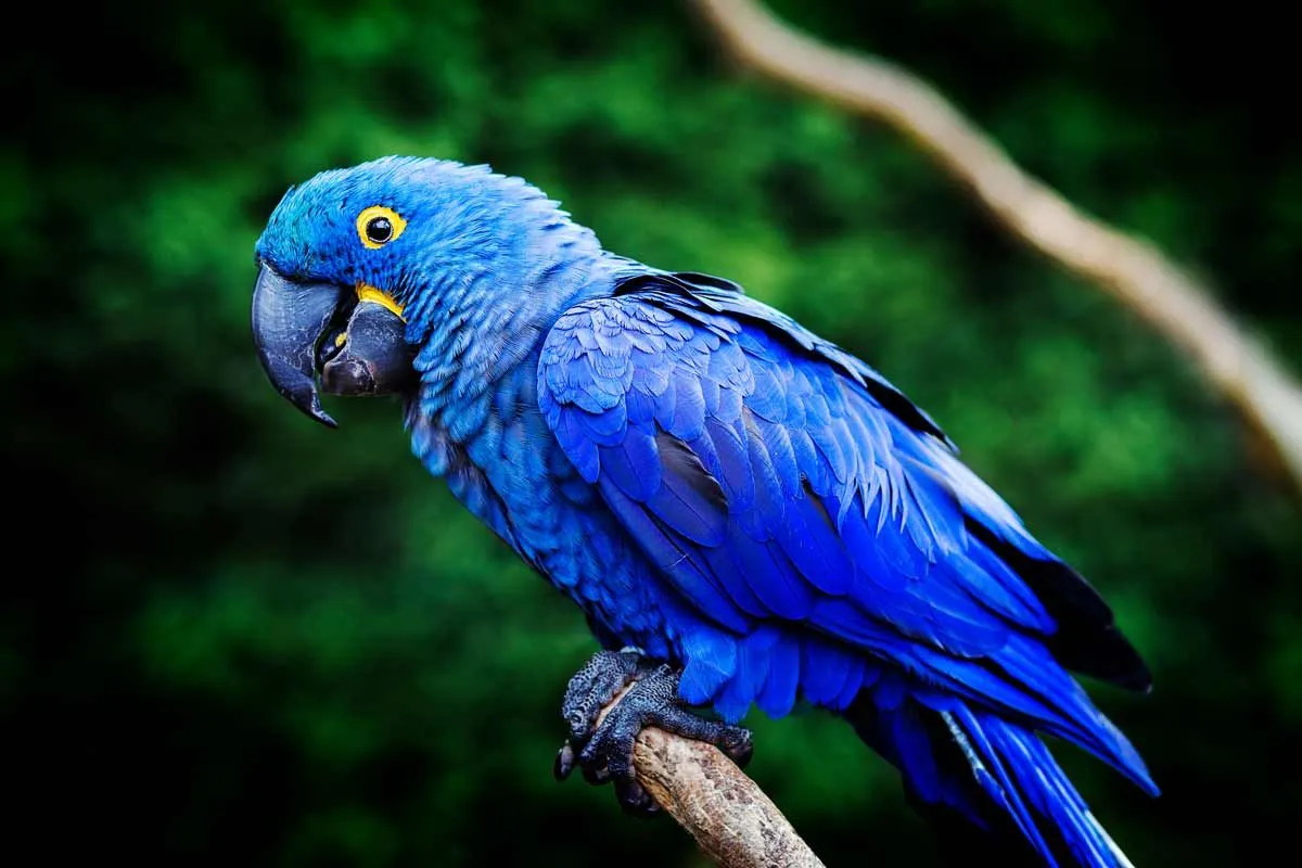  macaws parrots.
