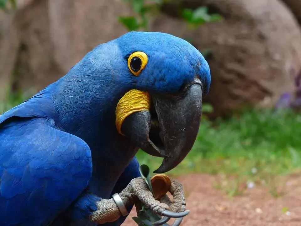 Enjoy these fun facts about the Hyacinth Macaw; a nut-eating playful bird