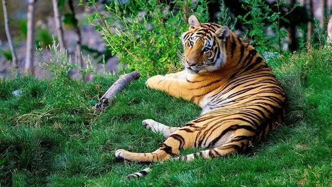 A tiger has thick fur on its body.