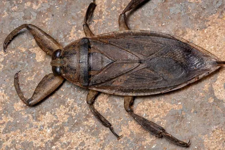 Giant water bug facts are intriguing