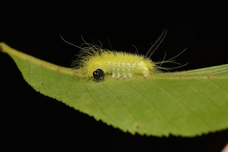 The American Dagger Moth is much more interesting to look at as a caterpillar than as an adult.