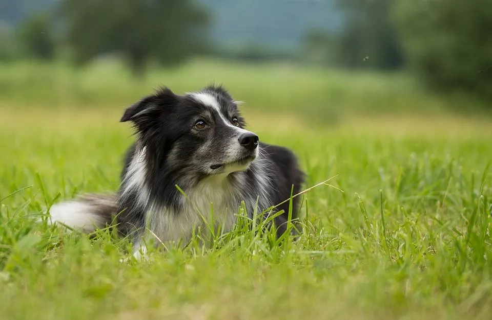 Border Collie breeder is one of the most intelligent dogs in the dog species.