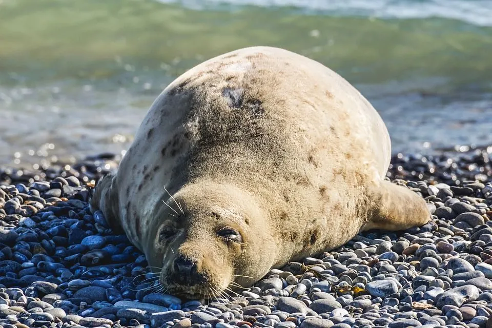 A seal is a carnivorous mammal.