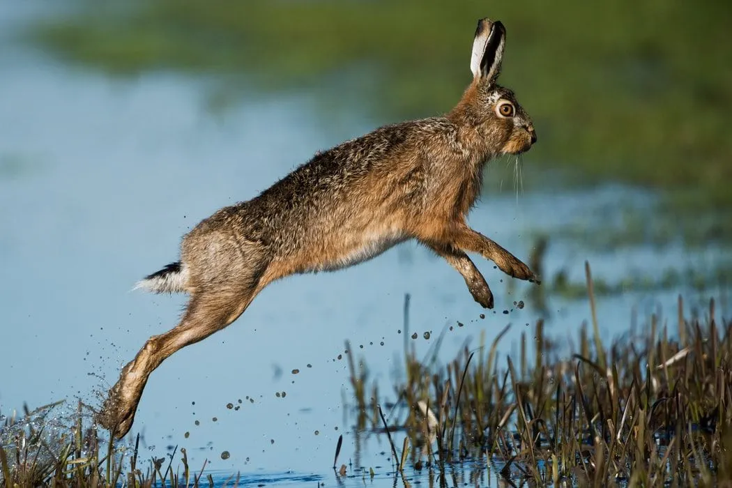 Hare facts are educational for kids.